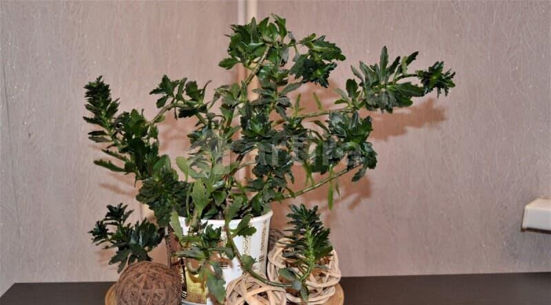 2-комн. квартира, 50 м2, 2/3 эт. Шахты - изображение 14