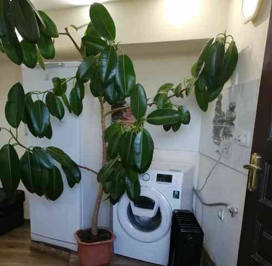 Комната, 23 м2, 1/1 эт. Алупка