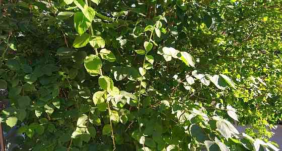 Комната, 73 м2, 2/5 эт. Ижевск