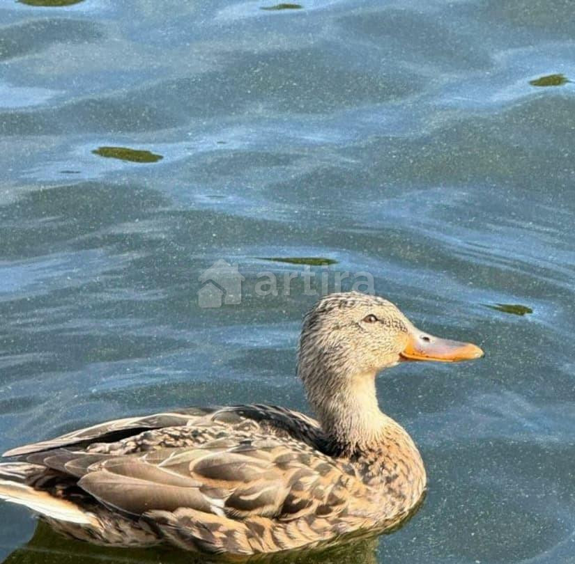 Коттедж, 50 м2, 1 сотка, 1 эт. Мытищи - изображение 4