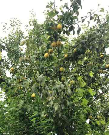 Коттедж, 280 м2, 2 сотки, 3 эт. Самара