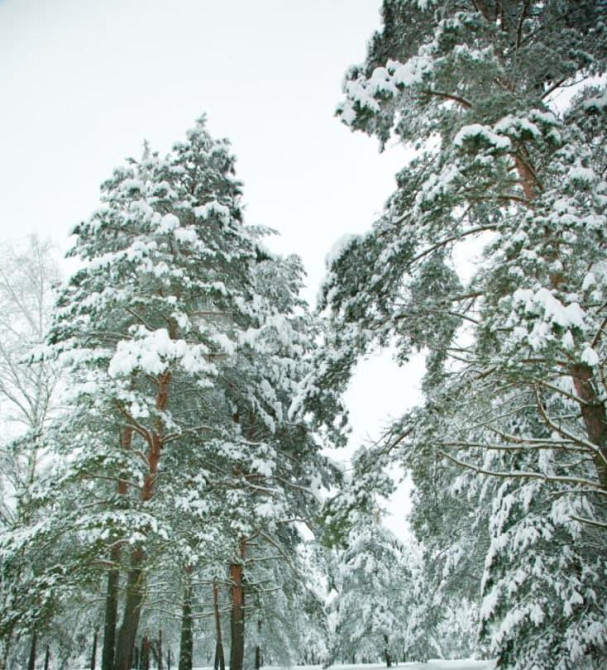 Дом, 200 м2, 11 га, 2 эт. Щёлково - изображение 3