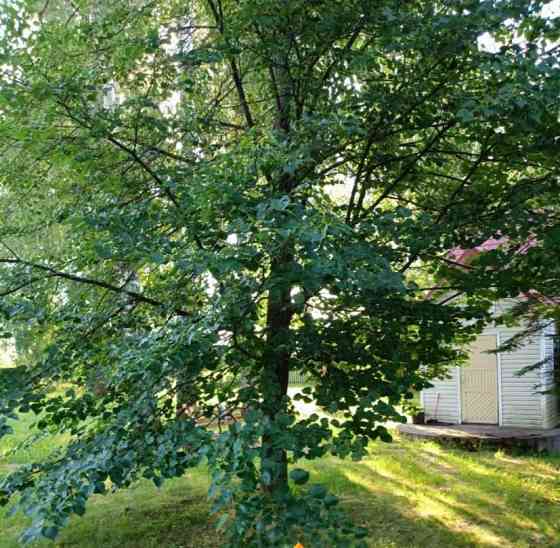 Коттедж, 80 м2, 30 соток, 2 эт. Сосново