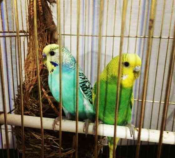 Комната, 14 м2, 8/10 эт. Самара