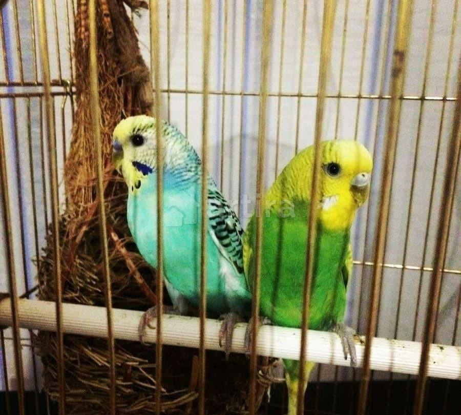 Комната, 14 м2, 8/10 эт. Самара - изображение 3