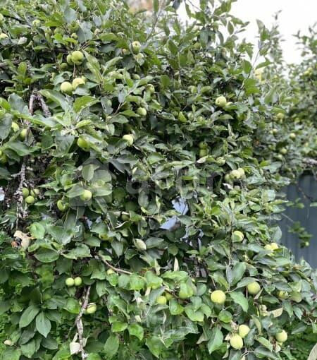 Дача, 70 м2 Гатчина - изображение 10