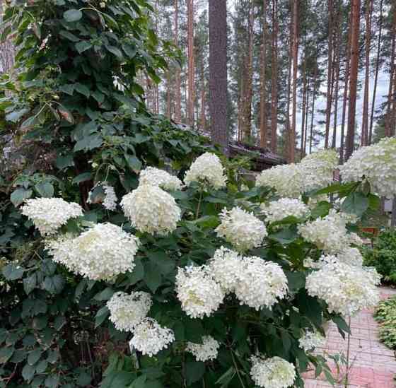 Дом, 200 м2, 30 соток, 1 эт. Выборг