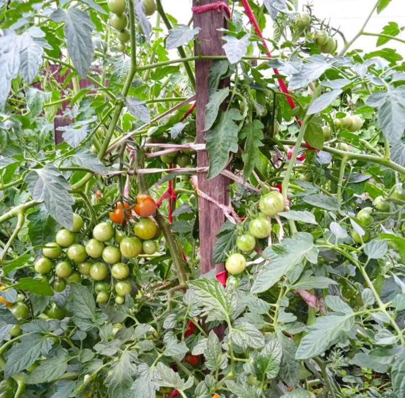 Дом, 50 м2, 4 сотки Уфа - изображение 4