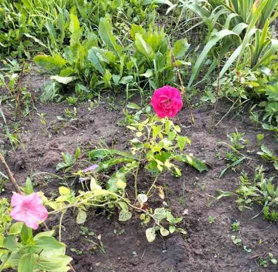 Комната, 10 м2, 10/11 эт. Пермь