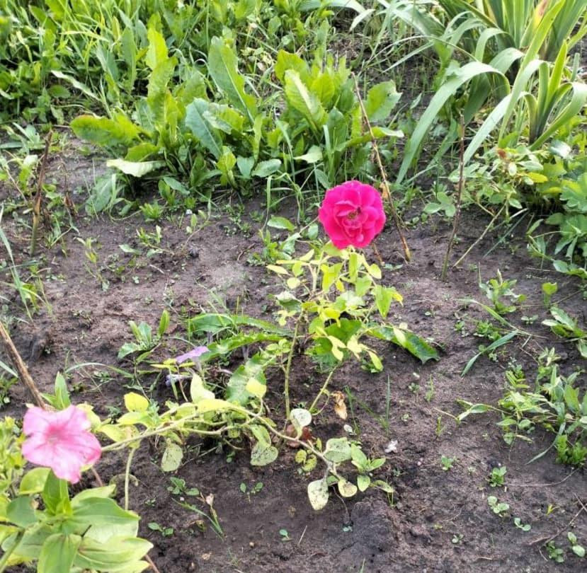 Комната, 10 м2, 10/11 эт. Пермь - изображение 4