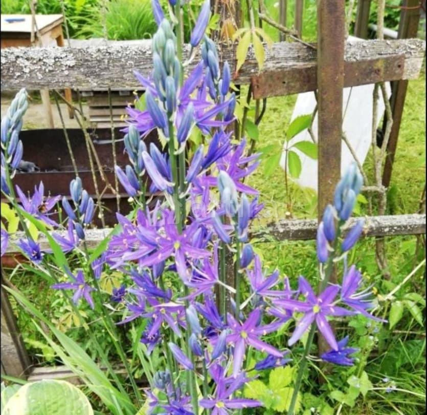 Дом, 86 м2, 12 соток, 2 эт. Щёлково - изображение 6