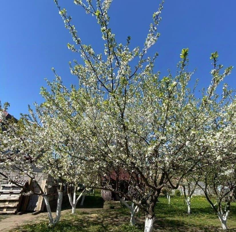 Дом, 45 м2, 20 соток, 1 эт. Кингисепп - изображение 5