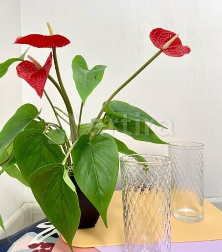 1-комн. квартира, 24 м2, 3/6 эт. Санкт-Петербург - изображение 15