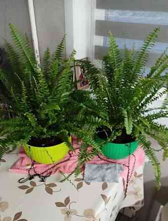 Комната, 14 м2, 1/5 эт. Красноярск