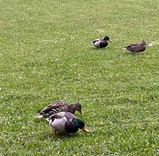 Таунхаус, 240 м2, 8 соток Москва