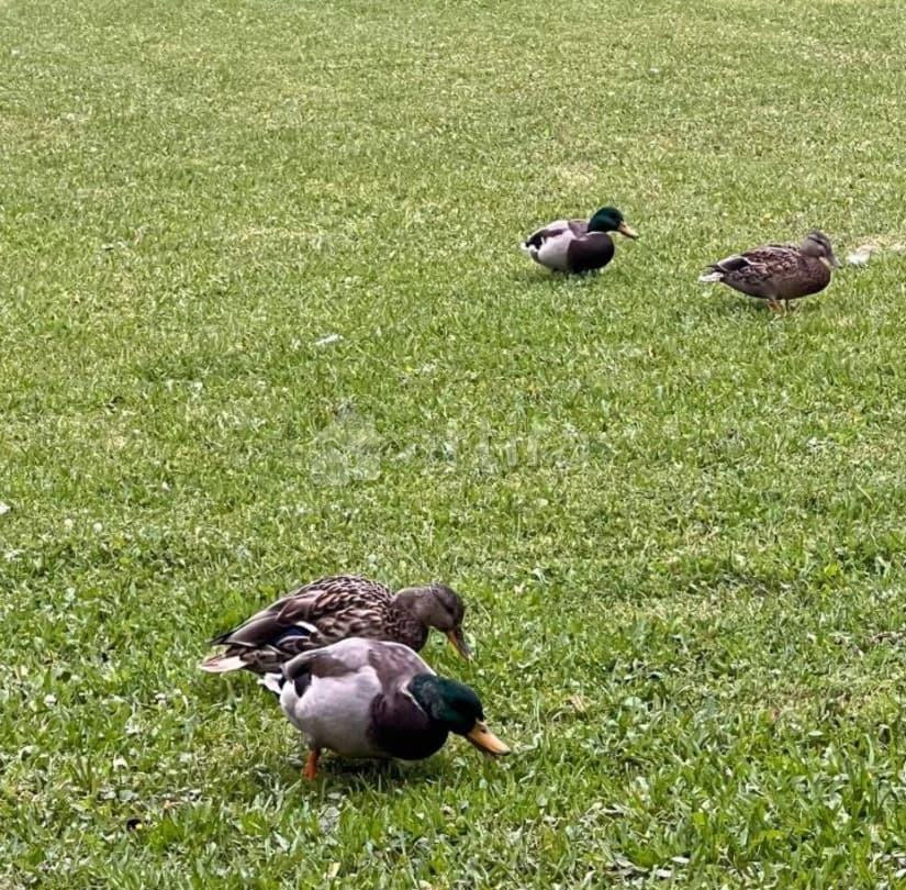 Таунхаус, 240 м2, 8 соток Москва - изображение 6