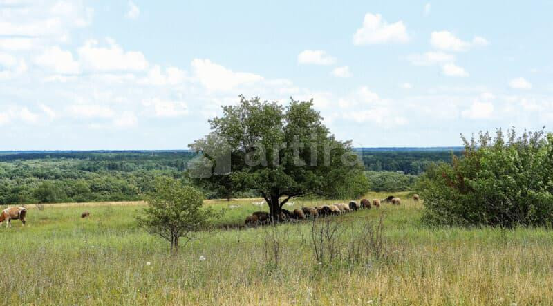 Коммерческий участок, 80 га Солнечногорск - изображение 1