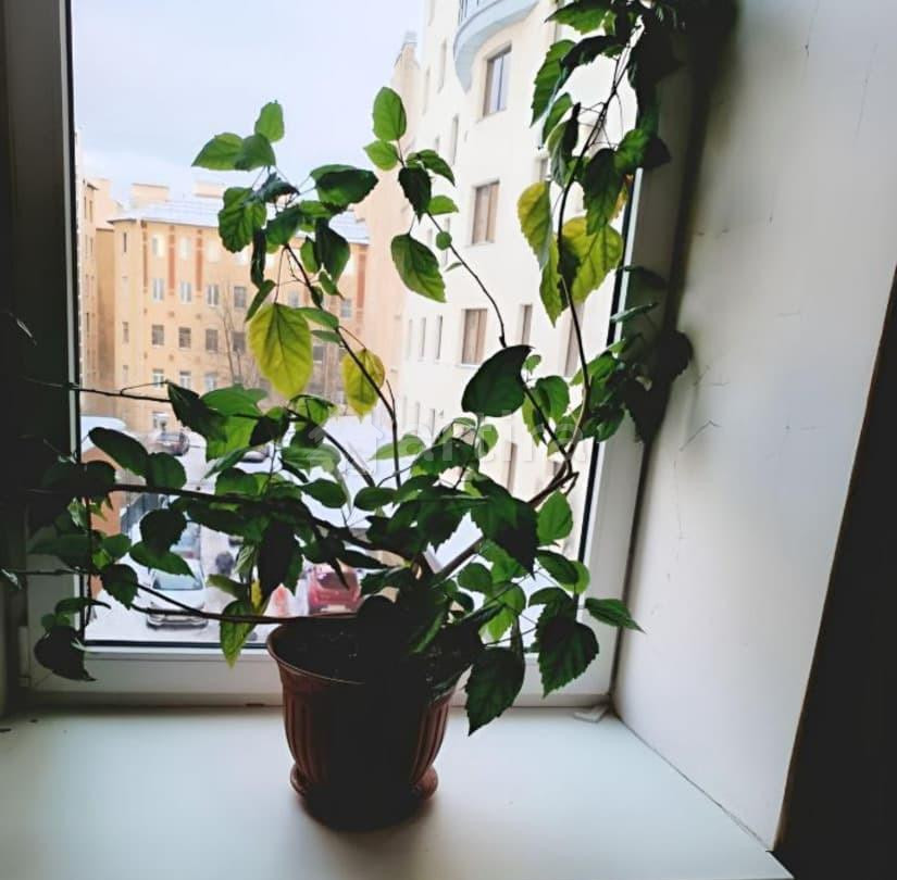 Комната, 30 м2, 4/4 эт. Санкт-Петербург - изображение 1