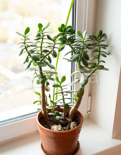 2-комн. квартира, 60 м2, 20/25 эт. Пермь - изображение 5