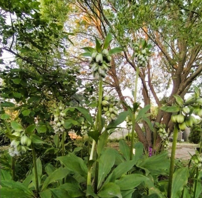 Дом, 43 м2, 4 сотки, 2 эт. Ставрополь - изображение 3