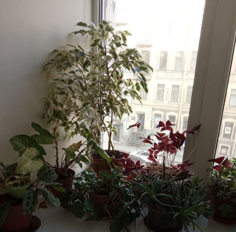 Комната, 25 м2, 3/3 эт. Санкт-Петербург - изображение 7