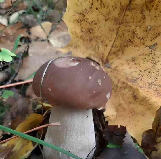 Коттедж, 110 м2, 36 соток, 2 эт. Сосново