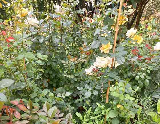 Комната, 13 м2, 3/3 эт. Ростов-на-Дону