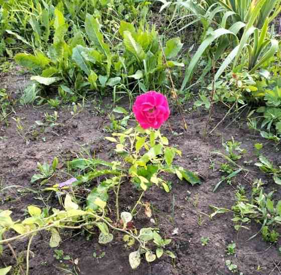 Комната, 10 м2, 10/11 эт. Пермь