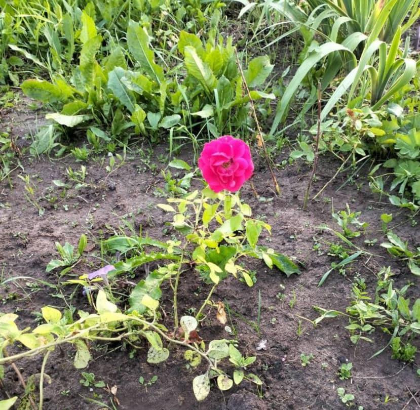 Комната, 10 м2, 10/11 эт. Пермь - изображение 2