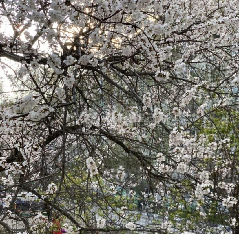 Комната, 16 м2, 1/5 эт. Энгельс - изображение 4