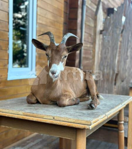 Дом, 50 м2 Верх-Ирмень - изображение 10