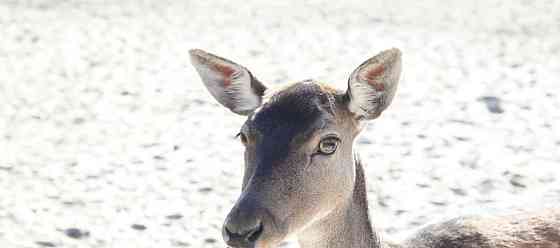 Дом, 200 м2, 11 га, 2 эт. Щёлково