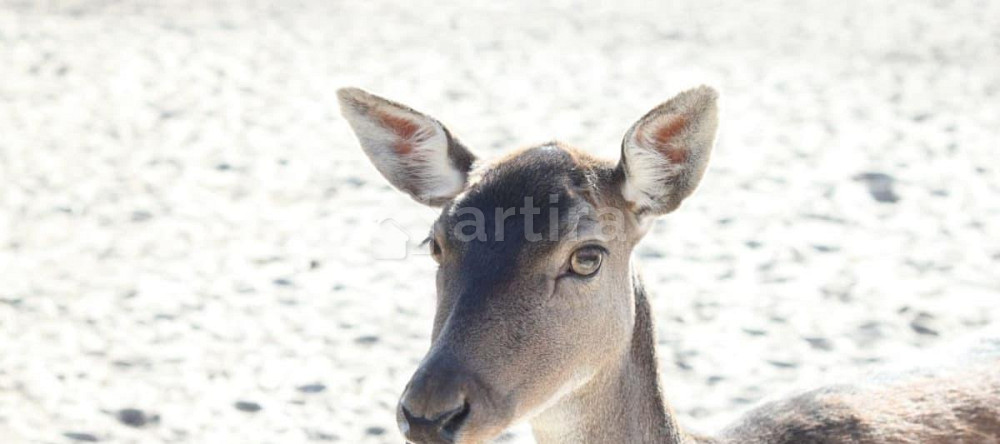 Дом, 200 м2, 11 га, 2 эт. Щёлково - изображение 5