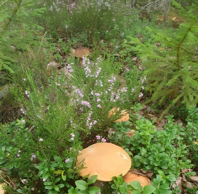 Коттедж, 135 м2, 1 сотка, 2 эт. Рощино - изображение 4