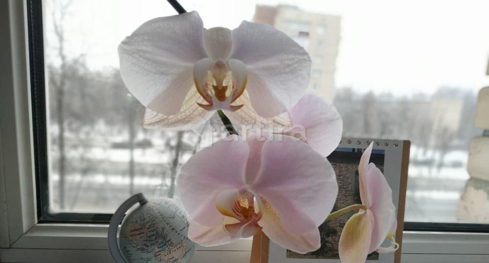 Комната, 18 м2, 3/8 эт. Санкт-Петербург - изображение 6