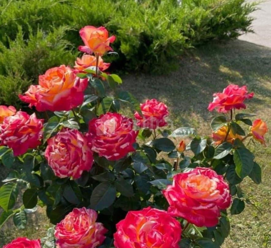 Дом, 180 м2, 12 соток, 3 эт. Москва - изображение 3