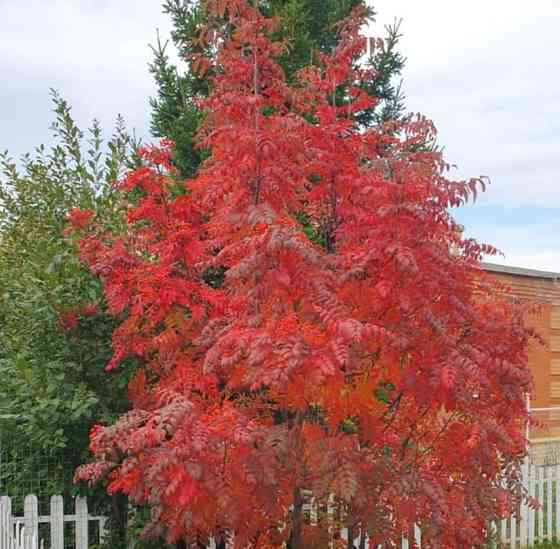 Таунхаус, 120 м2, 4 сотки, 2 эт. Новосибирск