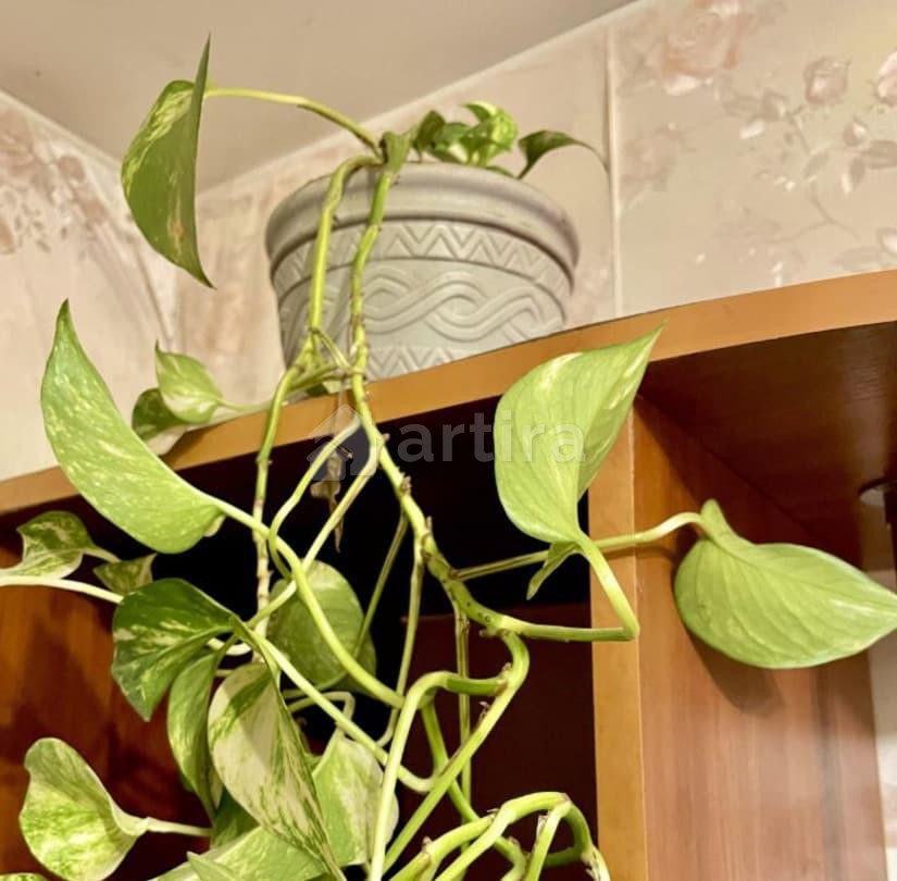 Комната, 11.8 м2, 3/9 эт. Москва - изображение 2