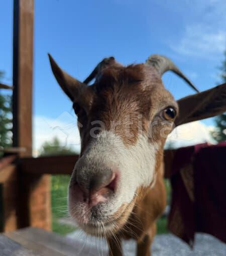 Дом, 50 м2 Верх-Ирмень - изображение 9