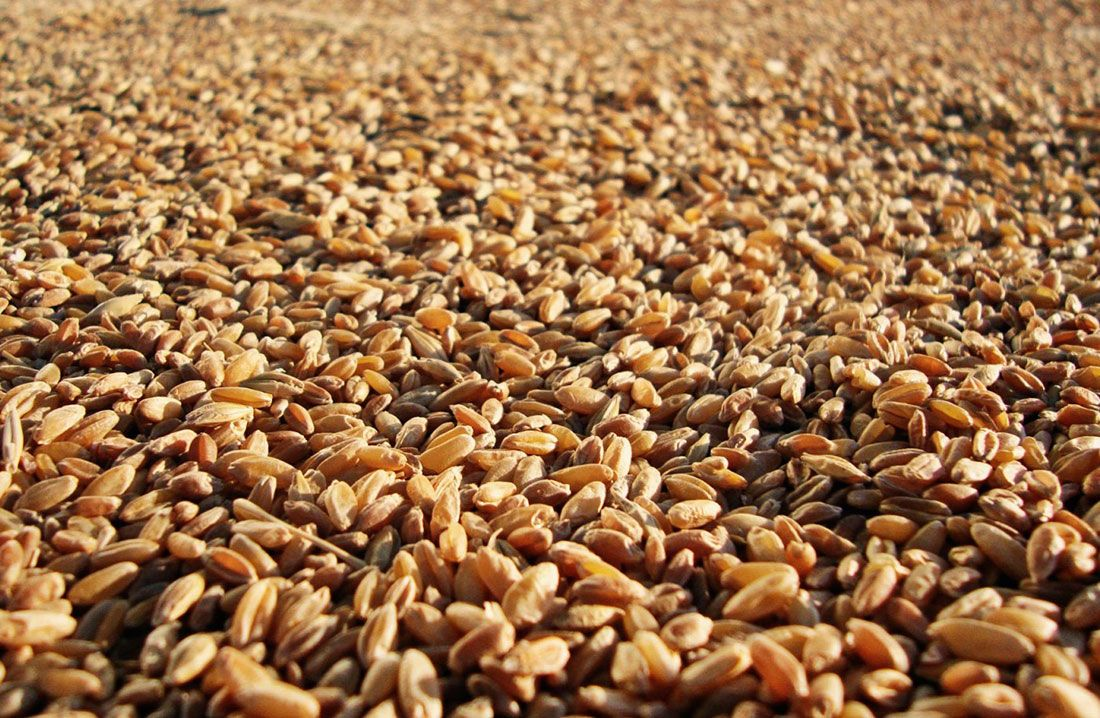 Пшеница фуражная. Пшеница кормовая. Куча зерна. Пшеница продовольственная. Зерно фуражное производство