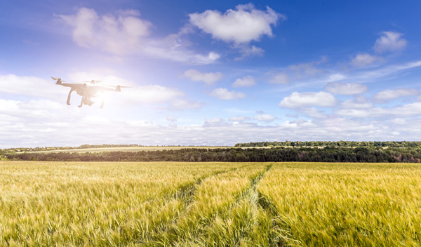 Drone surveying a field of wheat