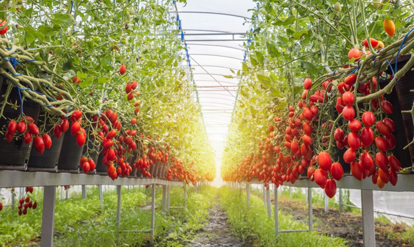 Tomatoes growing in a greenhouse