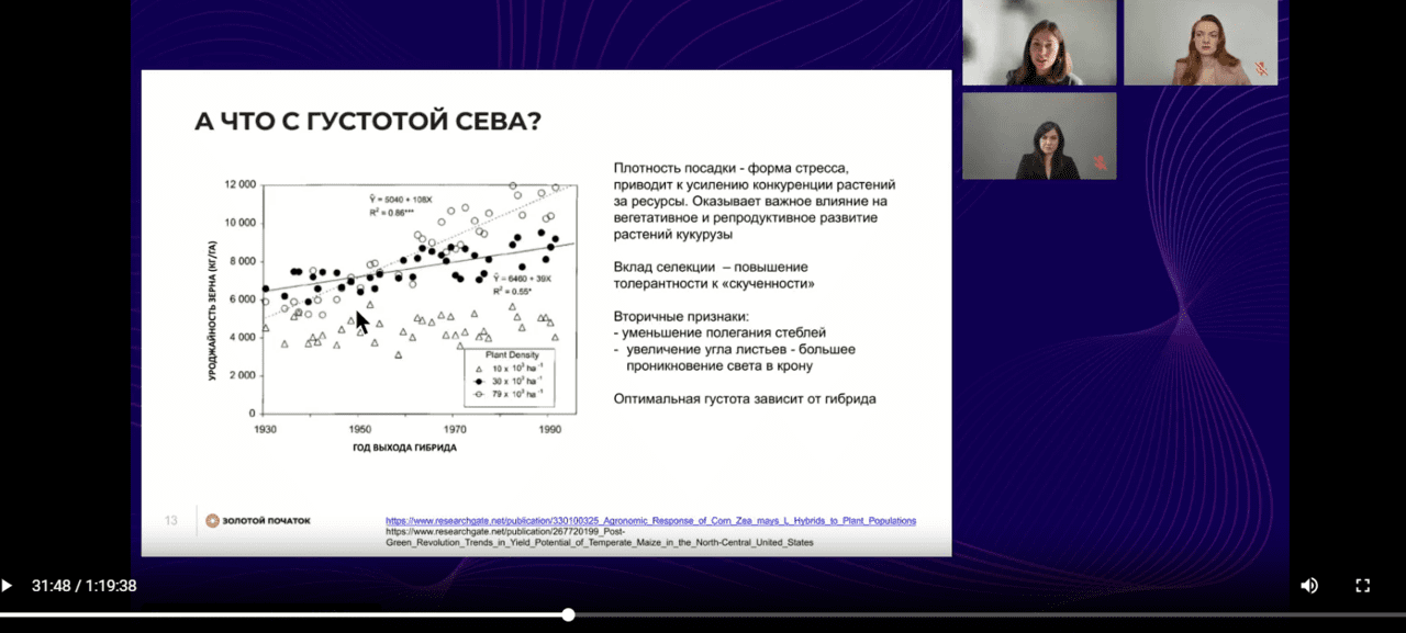 Золотой Початок