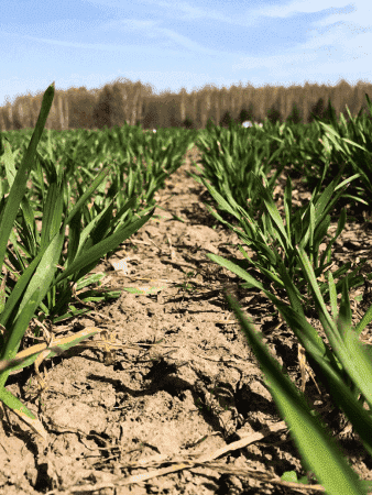 ZemlyakoFF Crop Protection