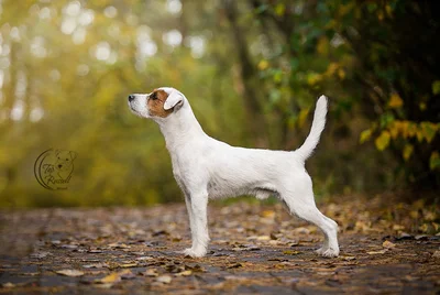 Extraterrestrial Top Russell