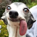 Арсений Фронтендов