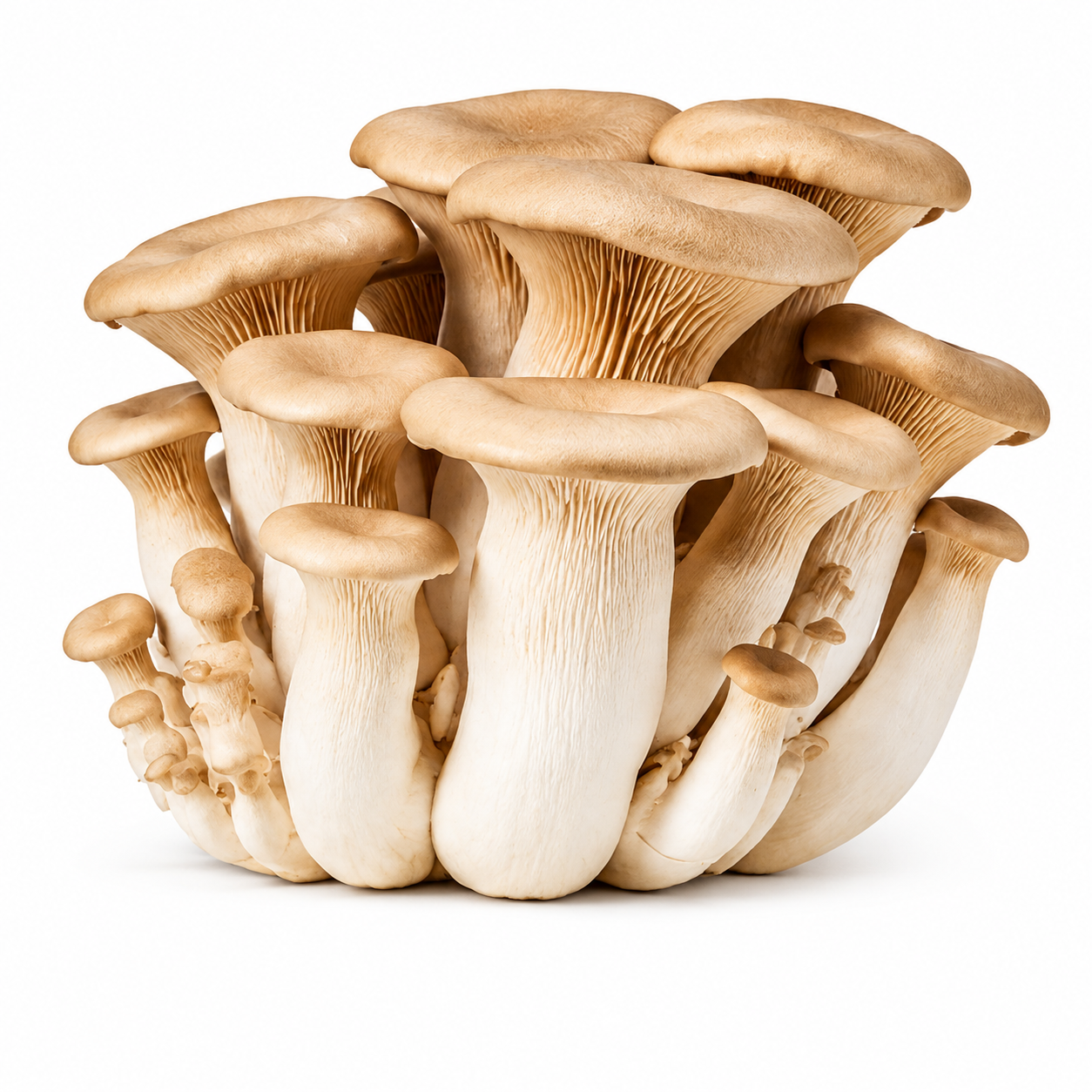 Вешенка королевская (Pleurotus eryngii)