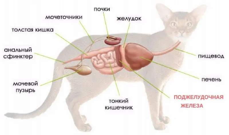 Заболевания внутренних органов