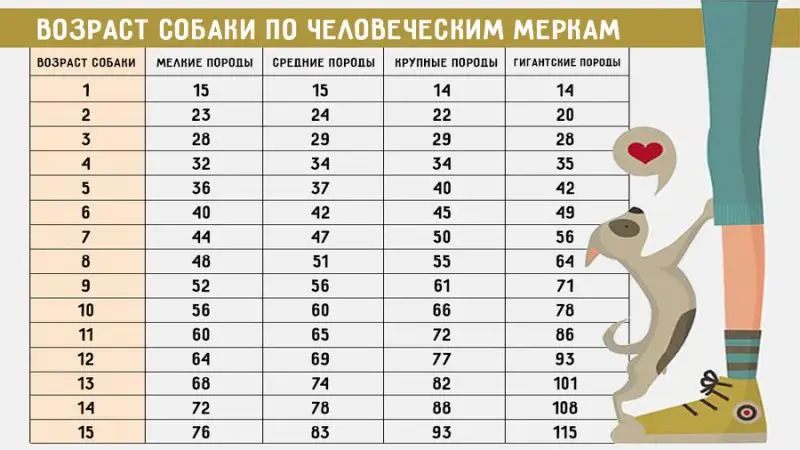 "Узнайте реальный возраст собаки в пересчете на человеческий!"