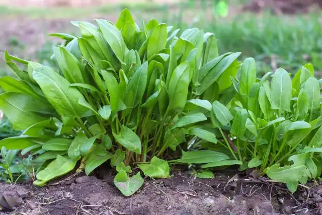 На российских огородах наиболее распространены сорта щавеля кислого (Rumex acetosa), требующие присмотра из-за склонности к экспансии